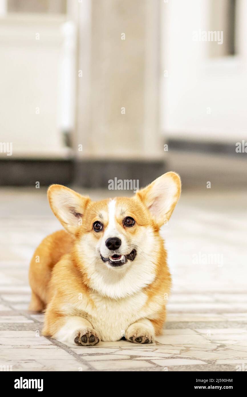 Ein rothaariger Corgi-Hund auf einem Spaziergang. Stockfoto