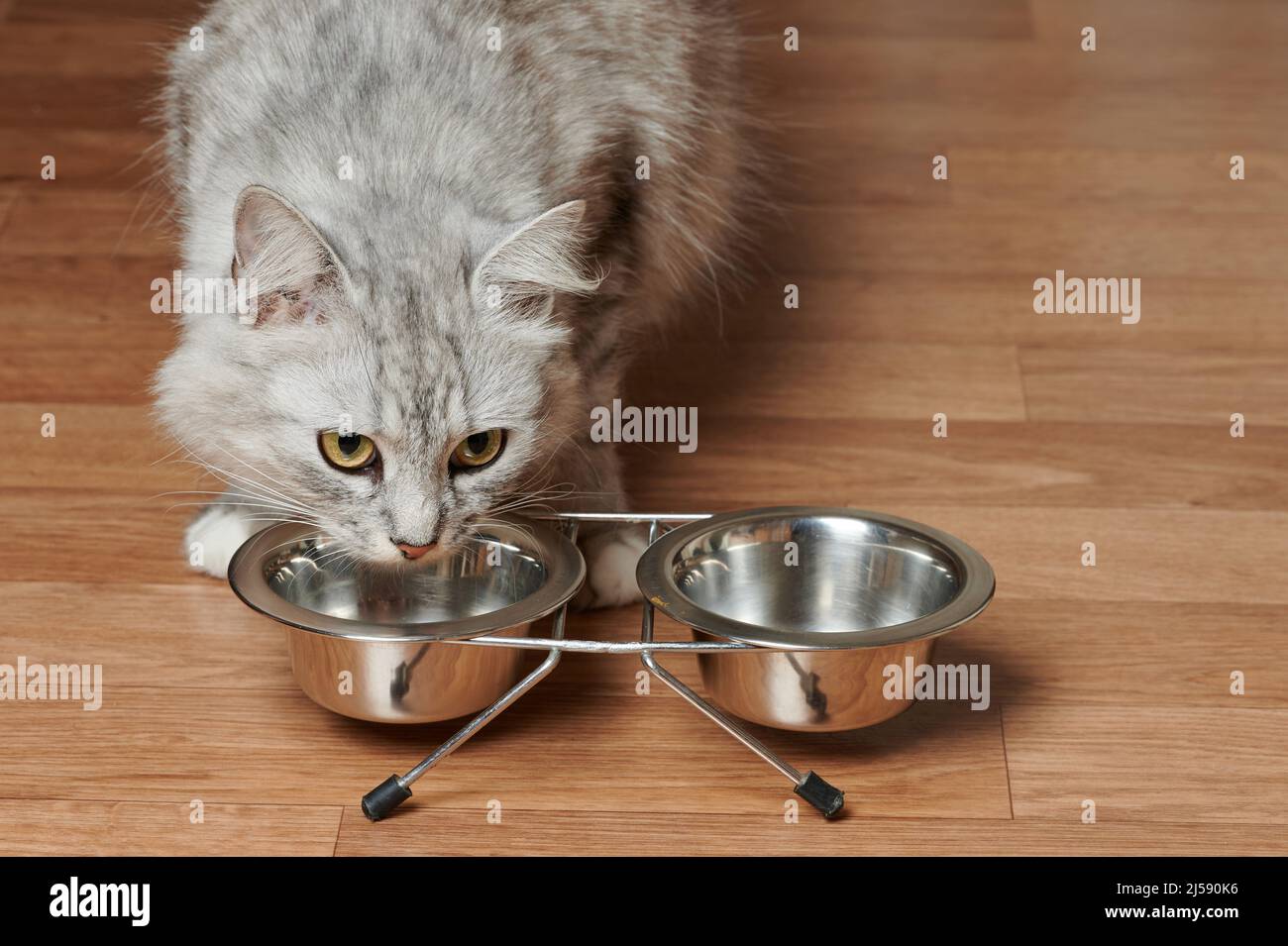 Fangen Sie an, Hauskatze von der Metallplatte auf dem Holzboden des Hauses zu essen Stockfoto