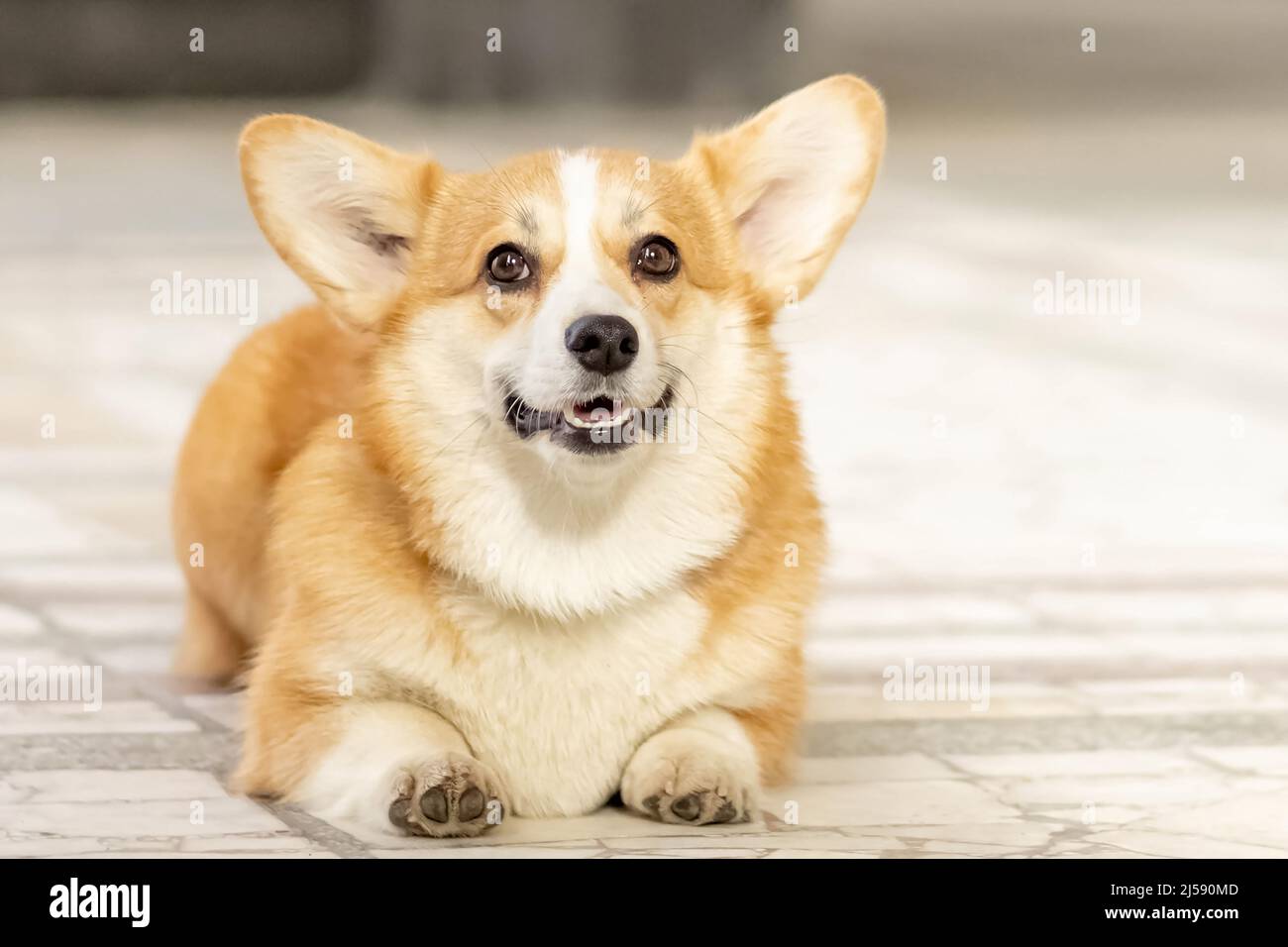 Ein rothaariger Corgi-Hund auf einem Spaziergang. Stockfoto