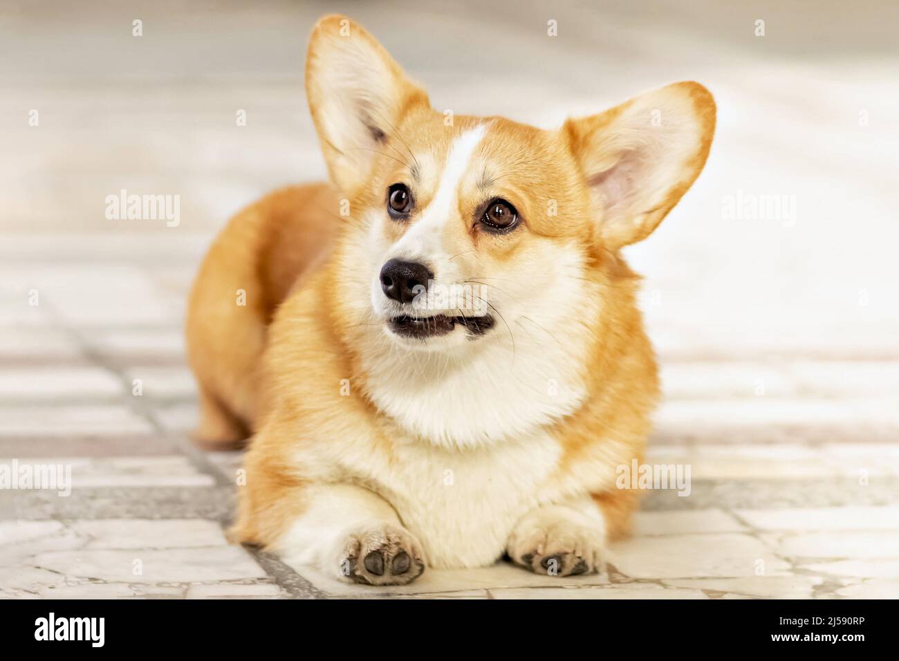 Ein rothaariger Corgi-Hund auf einem Spaziergang. Stockfoto