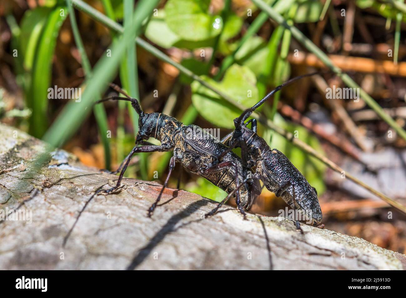 Monochamus galloprovincialis, der Kiefer-sägekäfer, auch als der Schwarzkiefer-sägekäfer bezeichnet, ist ein Käfer aus der Familie der Cerambycidae, der sich paart. Stockfoto