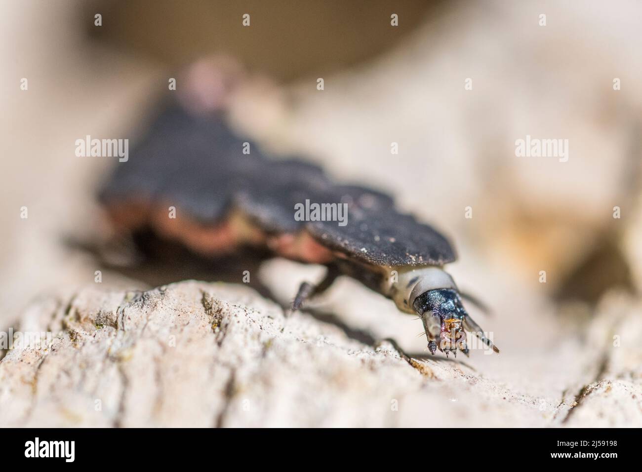 Nyctophila Reichii, der mediterrane Glühwürmchen oder mediterrane Pale Glow-Wurm, ist eine Art von Glühwürmchen, großen Larven, die der Metamorphose nahe kommen. Stockfoto