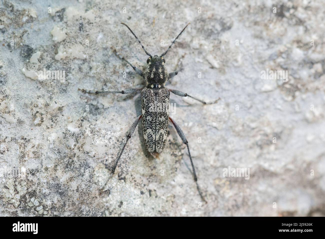 Aspen Zebra Beetle, Xylotrechus rusticus, ein langgehörnter Käfer der Familie Cerambycidae. Stockfoto