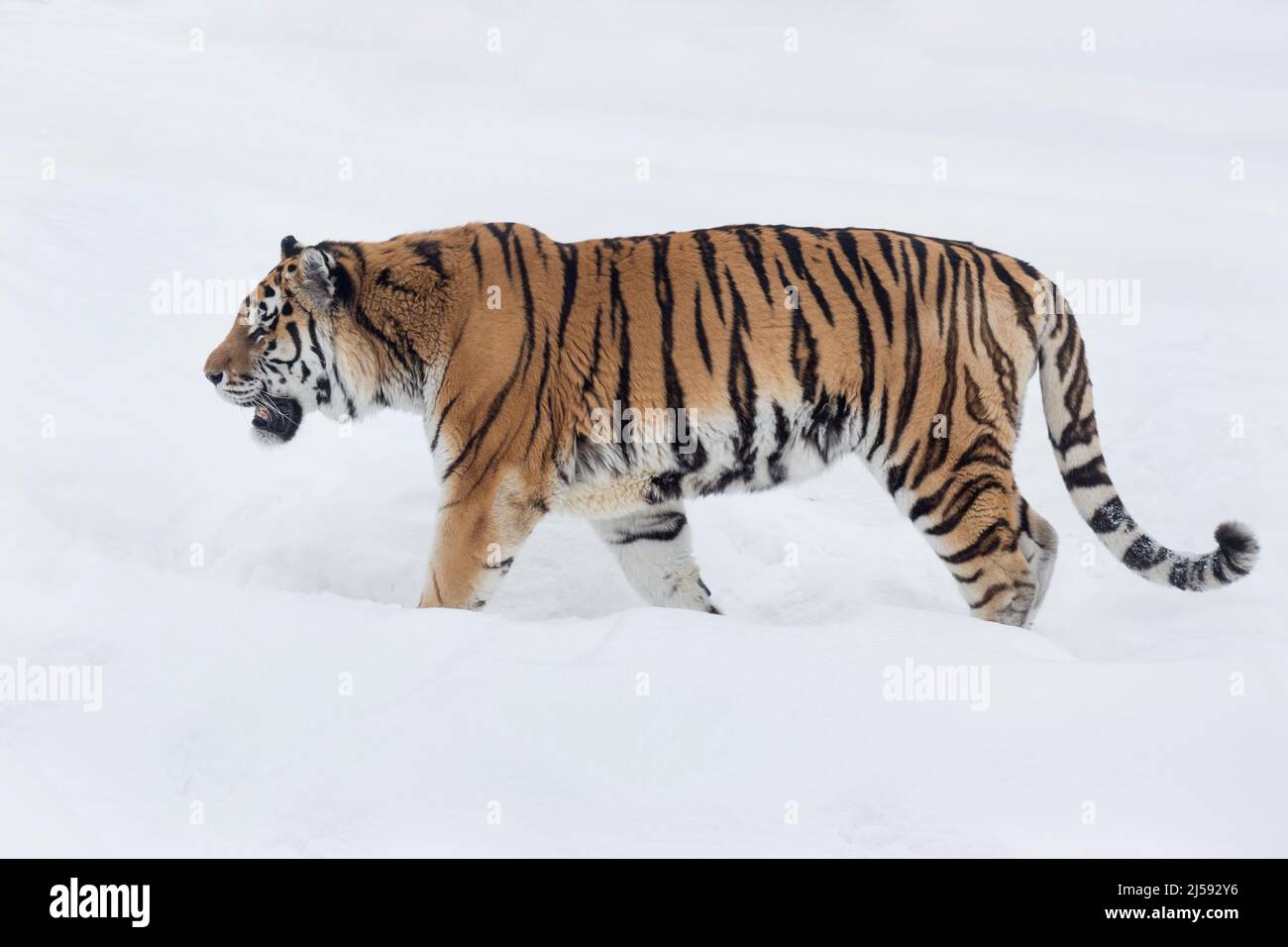 Der wilde sibirische Tiger läuft auf einem weißen Schnee und schaut weg. Amur-Tiger. Panthera tigris tigris. Tiere in der Tierwelt. Stockfoto