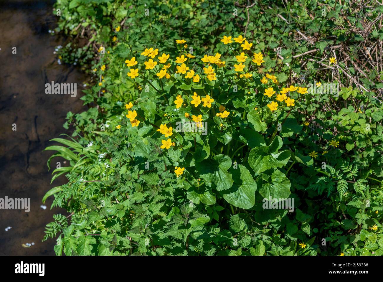 Gelber Marsch Ringelblume blüht an der Seite eines Baches Stockfoto