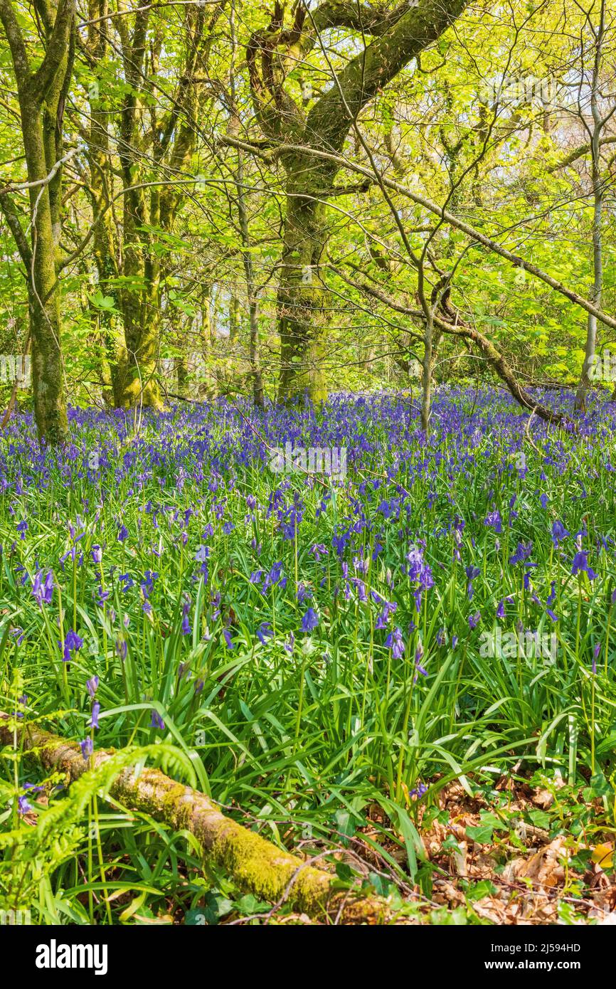 Im Frühling bluebellt in einem walisischen Wald Stockfoto