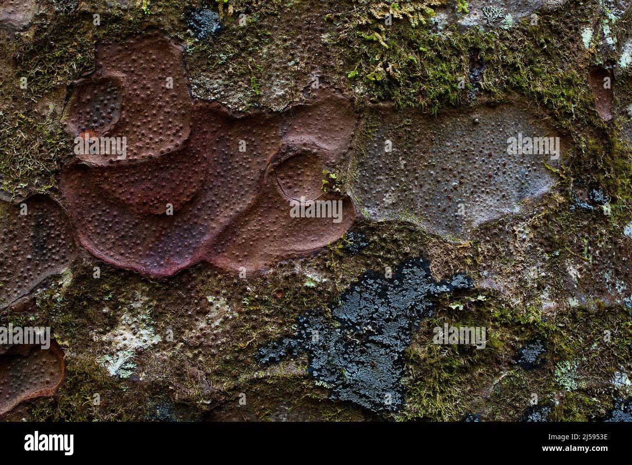 Nahaufnahme der Rinde eines alten Kauri-Baumes im Waipuoa Forest, Neuseeland Stockfoto