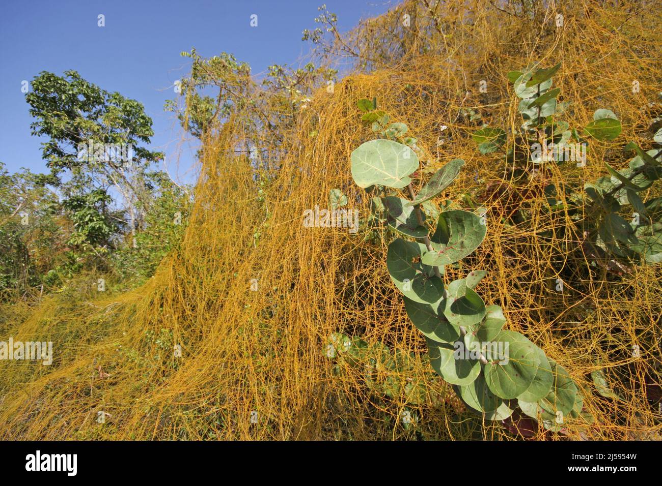 Flechtarbeiten mit Pflanzen im JN Ding Darling National Wildlife Refuge auf Sanibel Island, Florida, Florida, USA Stockfoto