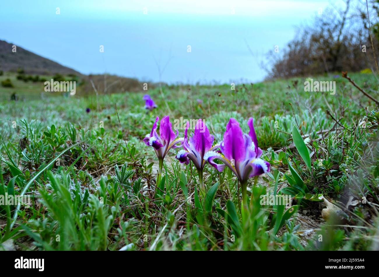 Iris reticulata. Bakeriana ist eine Pflanzenart der Gattung Iris. Wilde lila Iris, die im Frühjahr in den Kaukasus-Bergen in der Nähe des Meeres wachsen Stockfoto