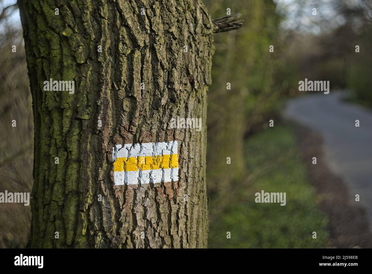 Weißer und gelber Wandermarker auf einem Baum Stockfoto