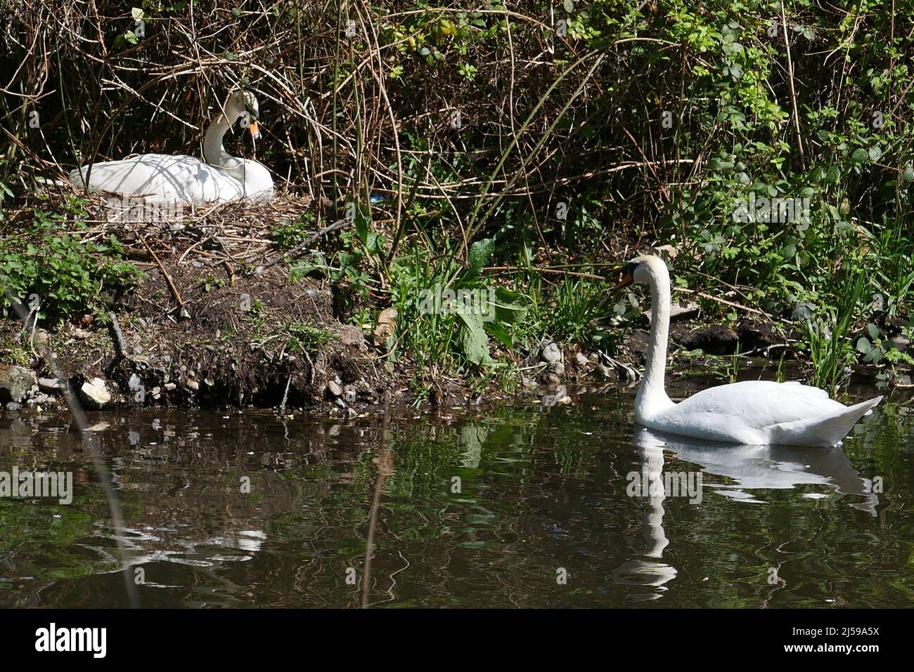 Das Weibchen legt zwischen Ende April und Anfang Mai bis zu sieben Eier. Beide Geschlechter brüten die Eier, die nach 35-41 Tagen schlüpfen. Die Jungvögel, oder Cygnets, reiten manchmal auf dem Rücken ihrer Eltern und bleiben bei den erwachsenen Vögeln für vier oder fünf Monate. Cygnets sind in der Regel schmutzig braun oben und weißlich unten. Sie brüten in Gebieten mit reichlichem Nahrungsangebot. In der Regel, nur ein Paar Nester auf einem einzigen Körper von Wasser. Stockfoto