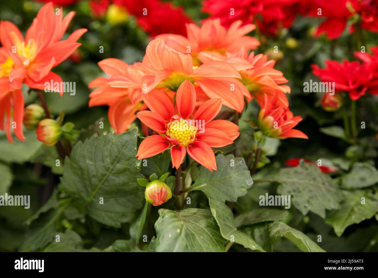 Bunte und schöne Dahlia Pinnata Cav. Pflanzen im Garten Stockfoto