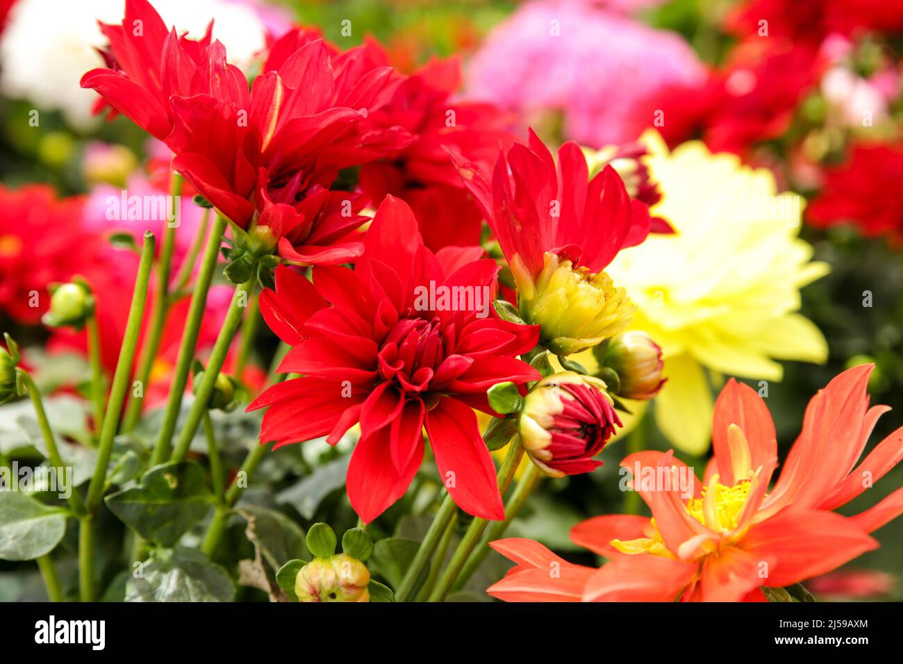 Bunte und schöne Dahlia Pinnata Cav. Pflanzen im Garten Stockfoto