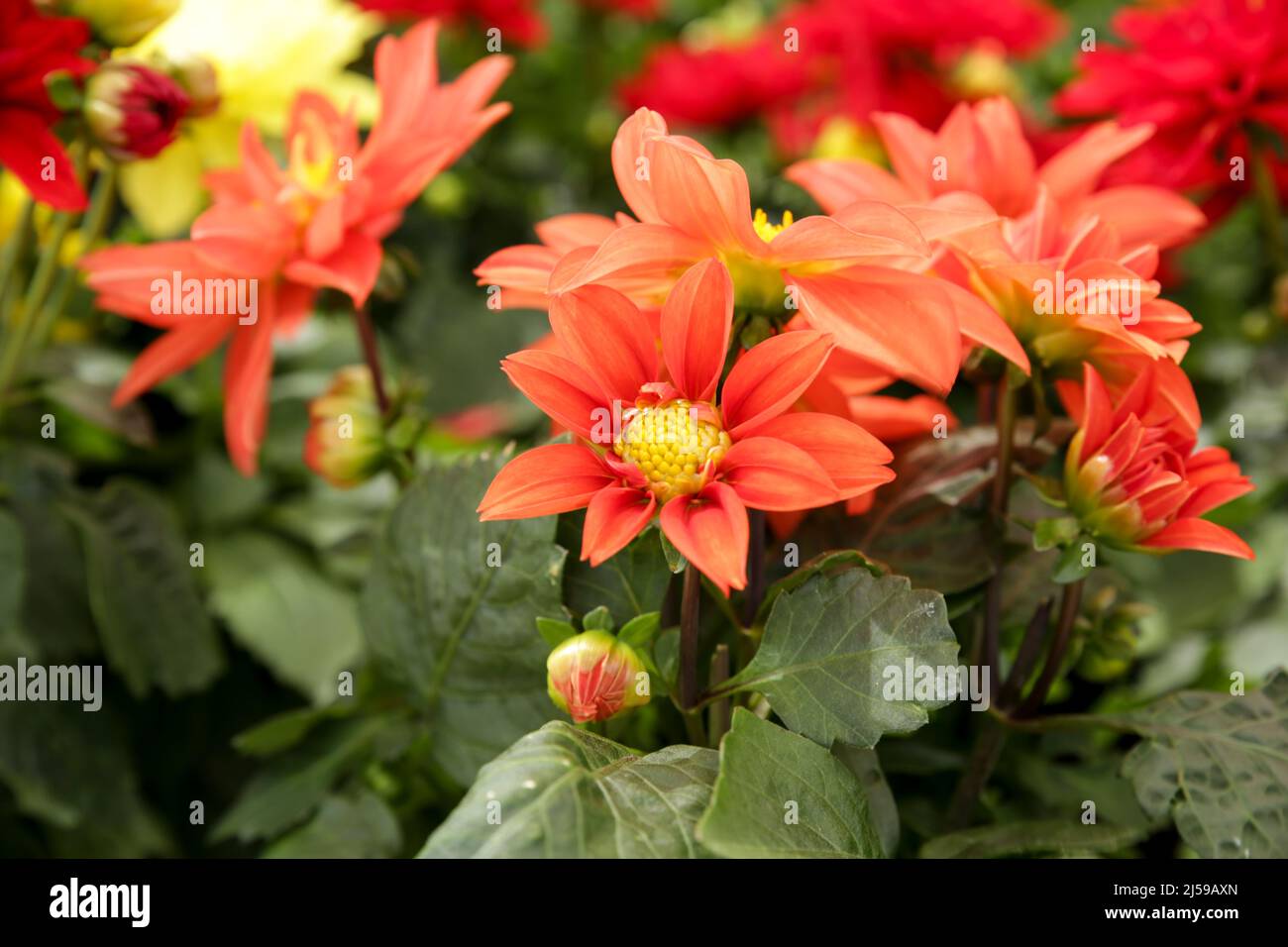 Bunte und schöne Dahlia Pinnata Cav. Pflanzen im Garten Stockfoto