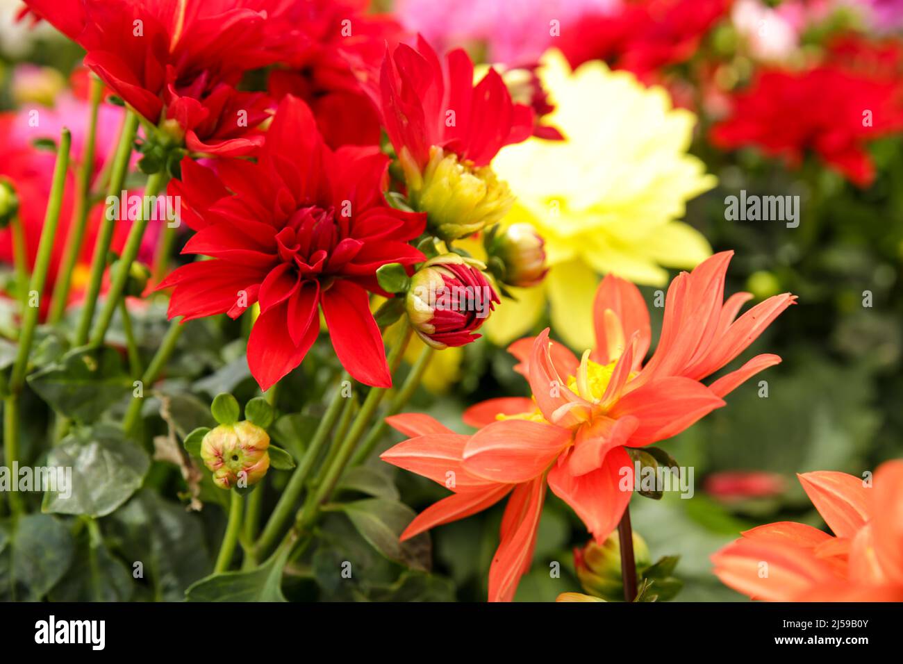 Bunte und schöne Dahlia Pinnata Cav. Pflanzen im Garten Stockfoto