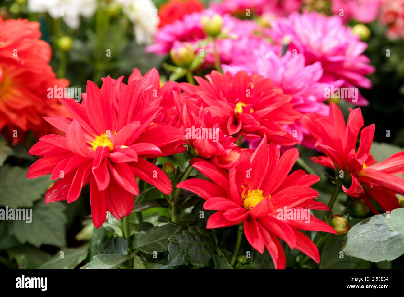 Bunte und schöne Dahlia Pinnata Cav. Pflanzen im Garten Stockfoto