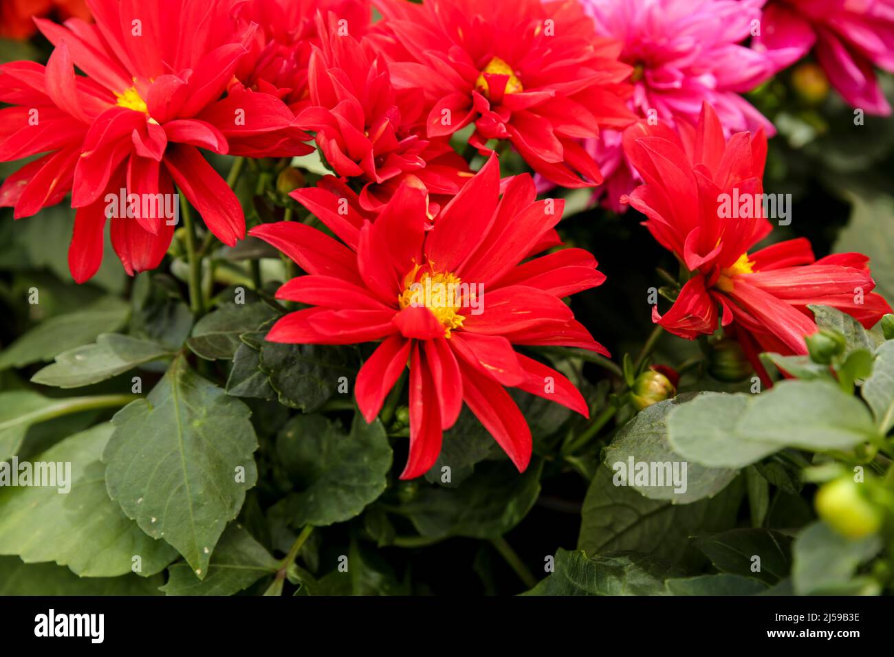 Bunte und schöne Dahlia Pinnata Cav. Pflanzen im Garten Stockfoto