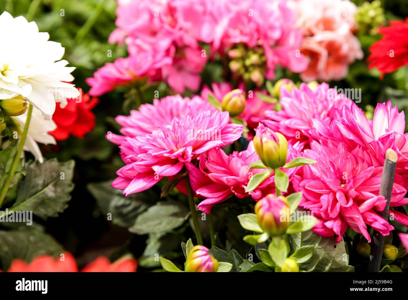 Bunte und schöne Dahlia Pinnata Cav. Pflanzen im Garten Stockfoto