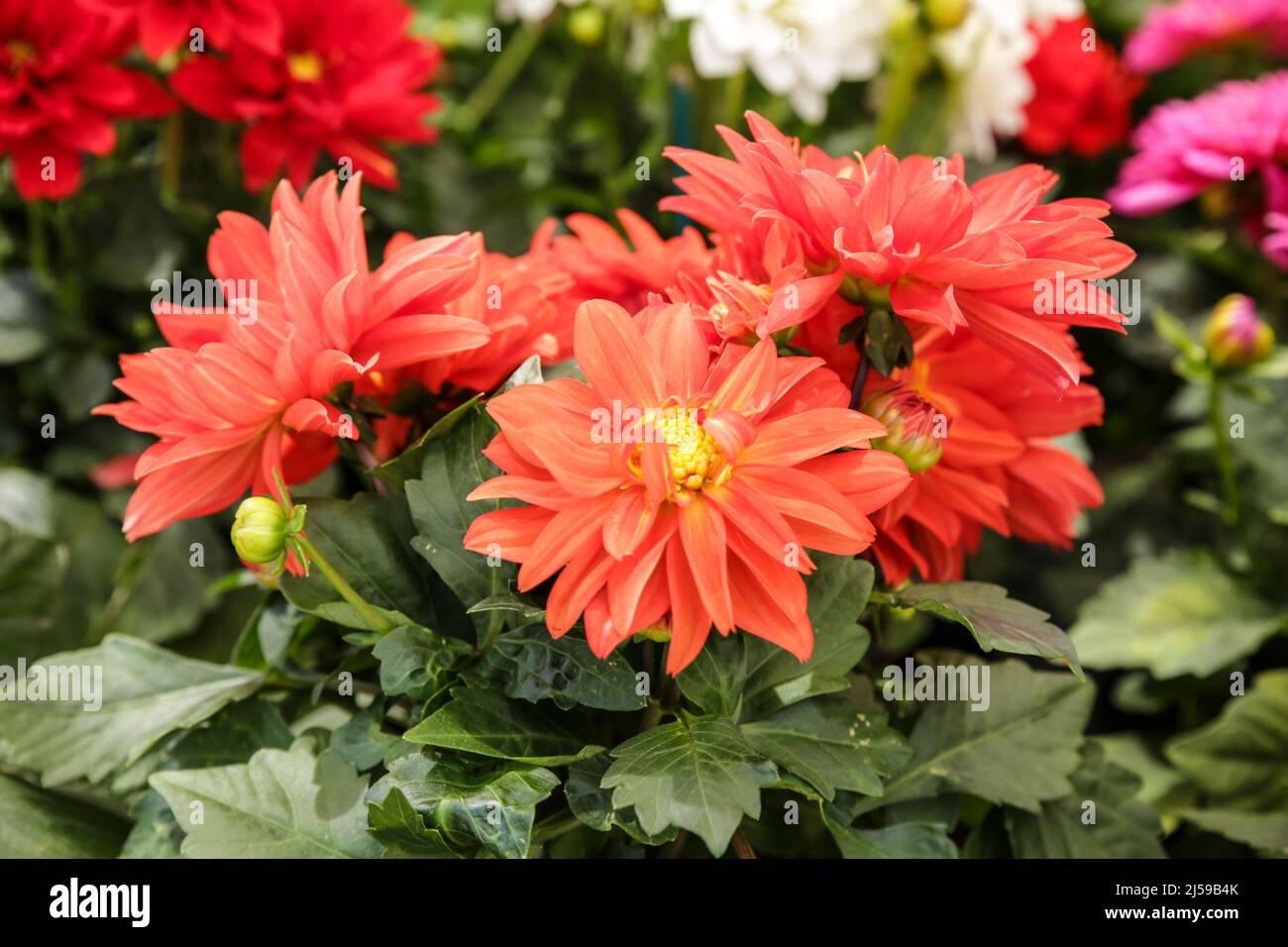 Bunte und schöne Dahlia Pinnata Cav. Pflanzen im Garten Stockfoto