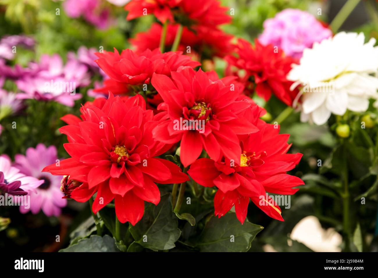 Bunte und schöne Dahlia Pinnata Cav. Pflanzen im Garten Stockfoto