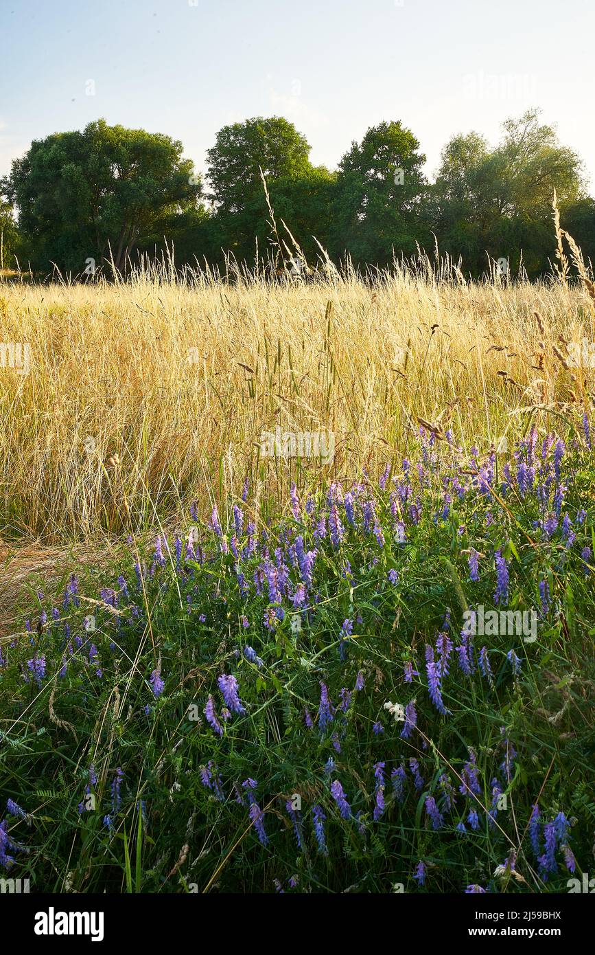 Lavendel, gelbe Pflanzen und Bäume im Abendlicht Stockfoto