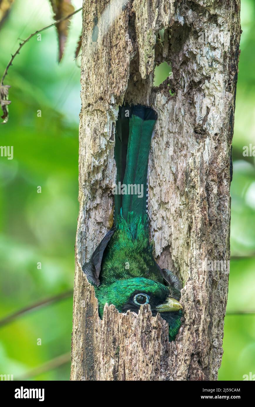 Schwarzkehltrogon oder Gelbbauchtrogon, Trogon rufus, alleinwachsendes