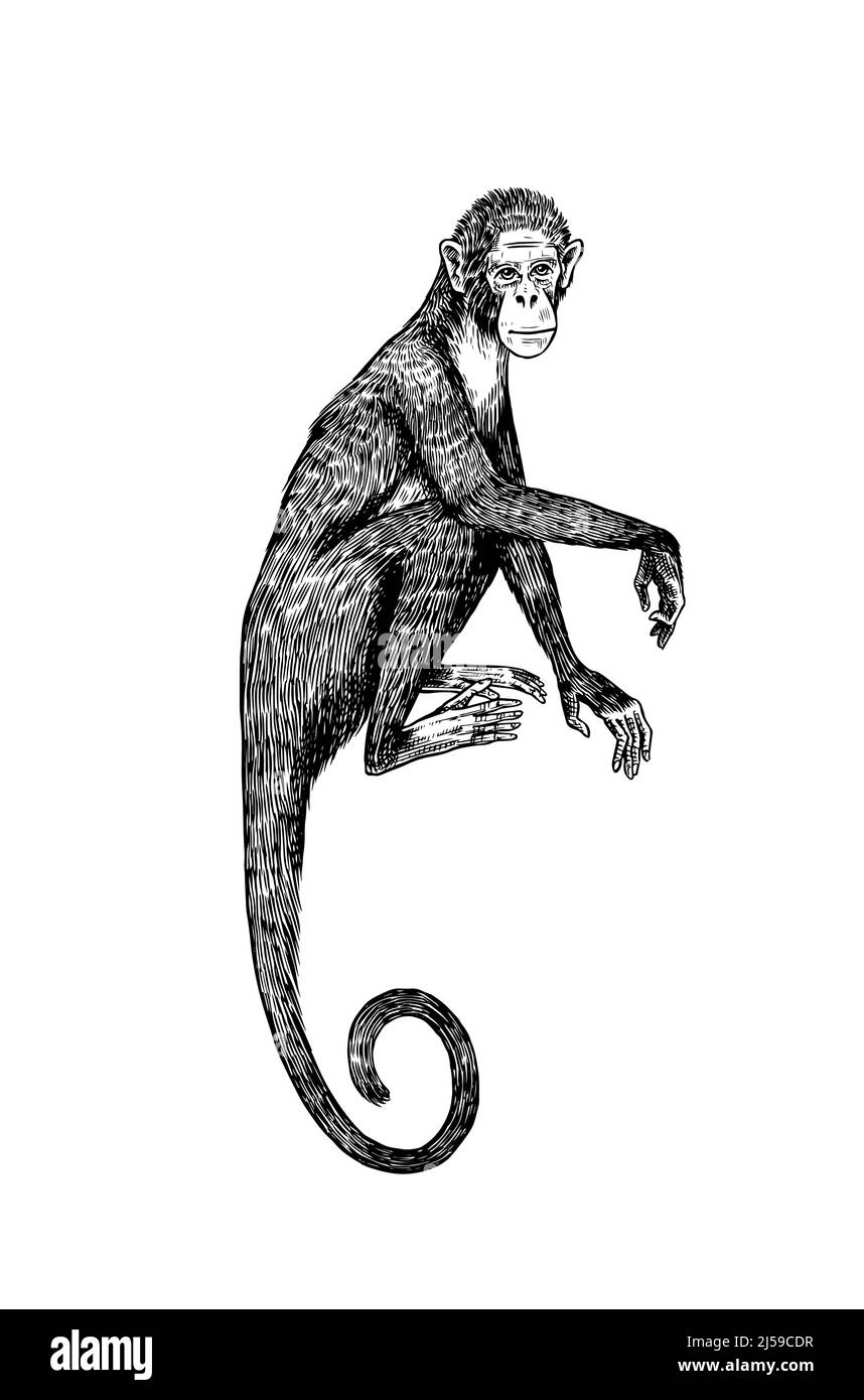 Kolumbianischer weißer Kapuziner oder Rhesus-Makak. Affe im Vintage-Stil. Handgezeichnete, gravierte Skizze im Holzschnitt-Stil Stock Vektor