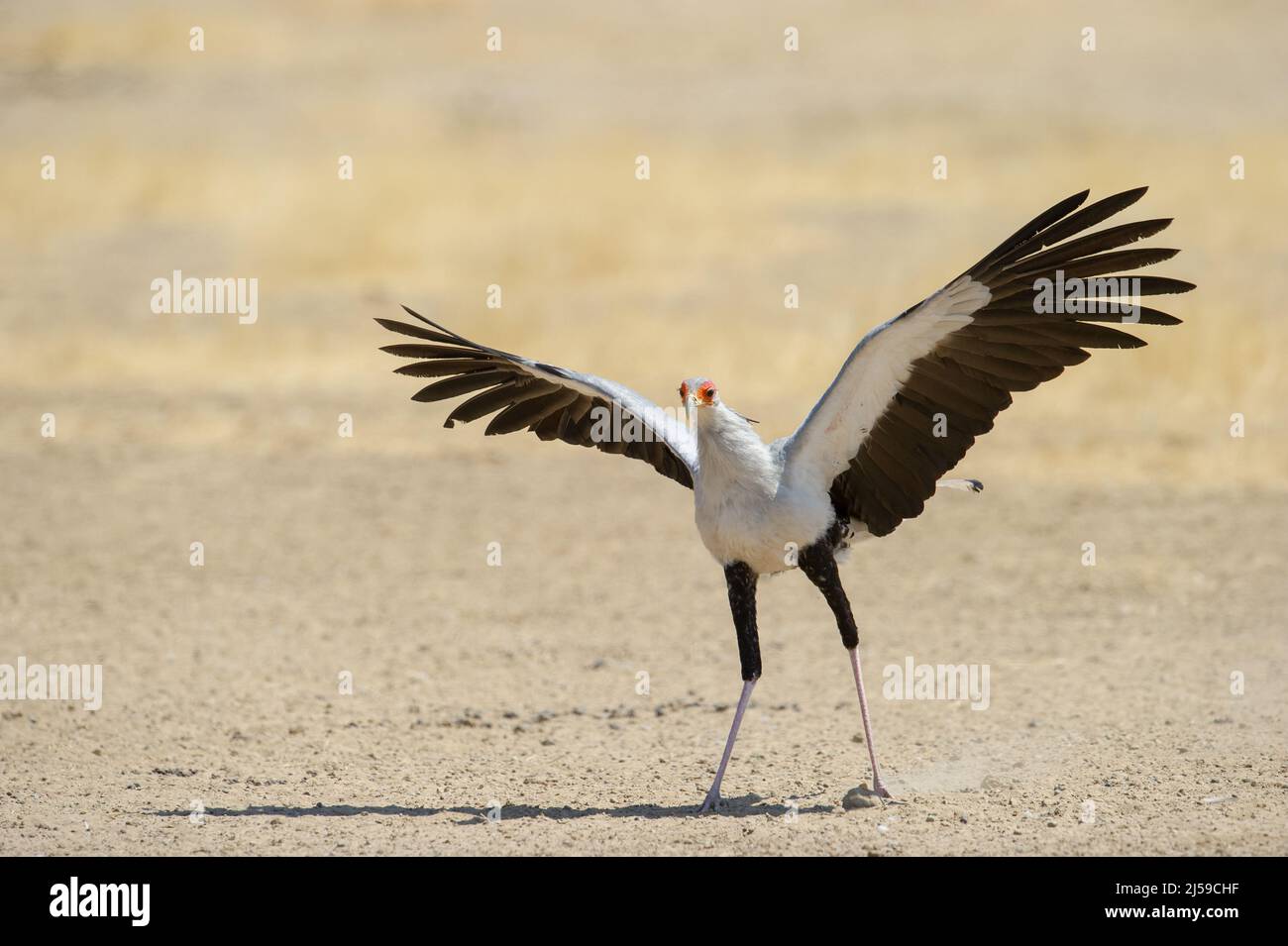 Secretarybird Stockfoto