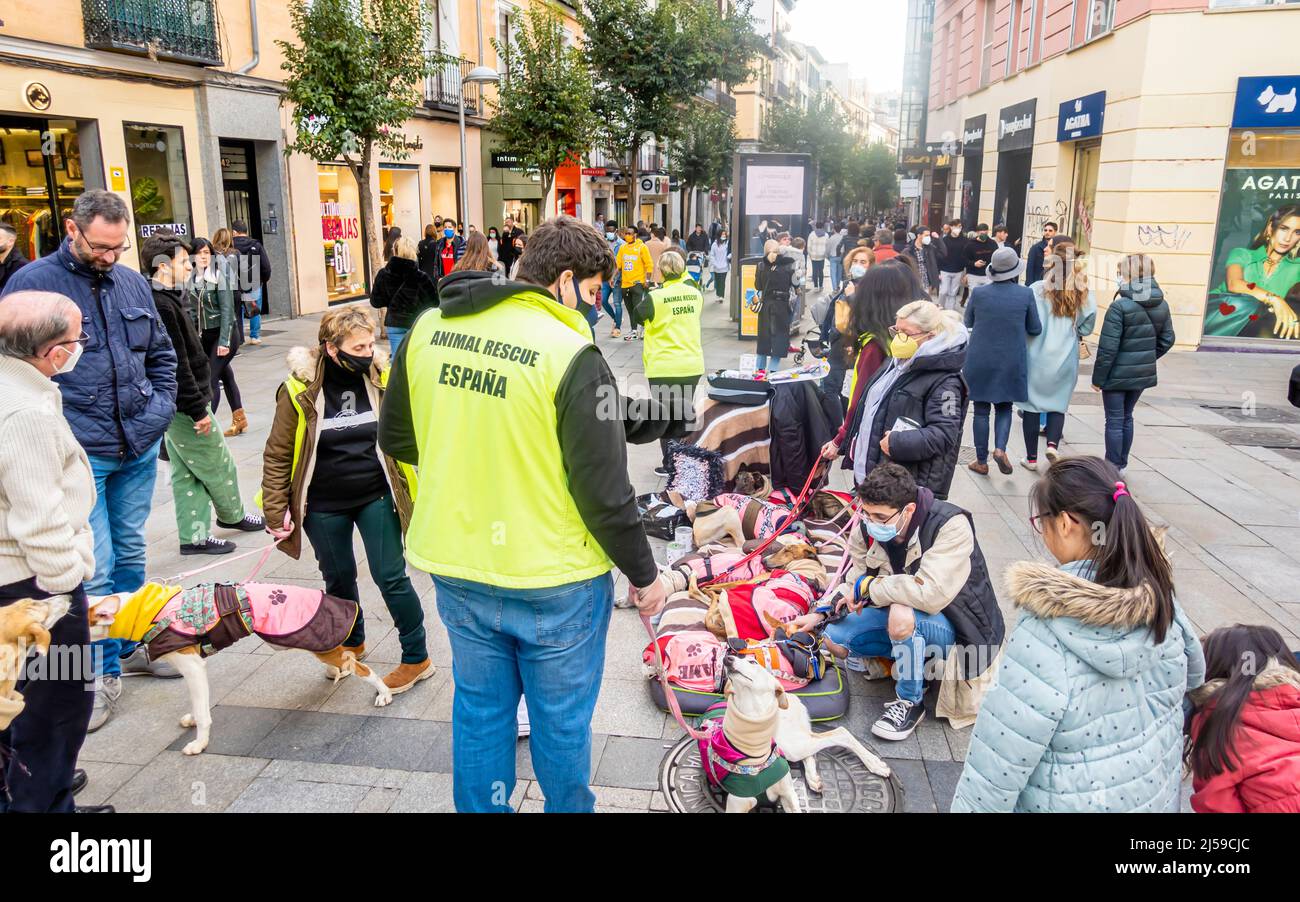 Tierrettung Spanien Arbeiter in gelber Jacke mit Hunden, die auf der Straße gerettet wurden, Malasana, Madrid, Spanien.C Fuencarral Hunderettung wird durchgeführt Stockfoto