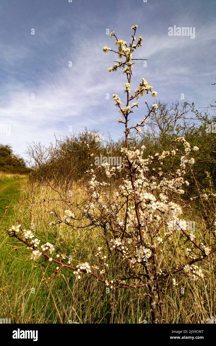 Prunus spinosa, Schlehdorn, blüht im späten Frühlingssonne in England Stockfoto