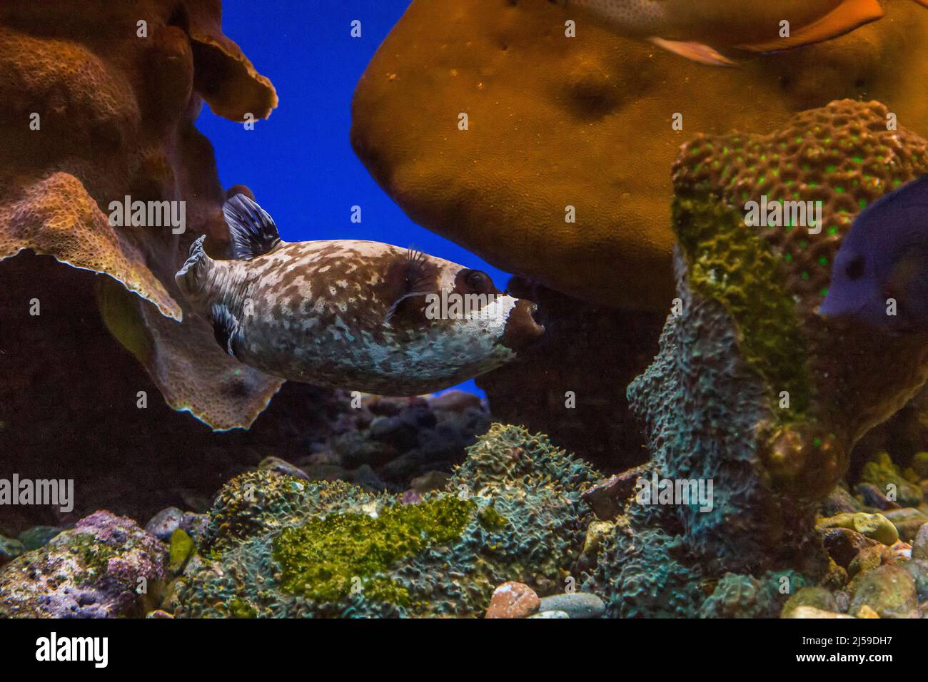 Es ist ein Fisch in einem Aquarium, Masked Puffer genannt und lebt in der Natur auf Korallenriffen. Stockfoto