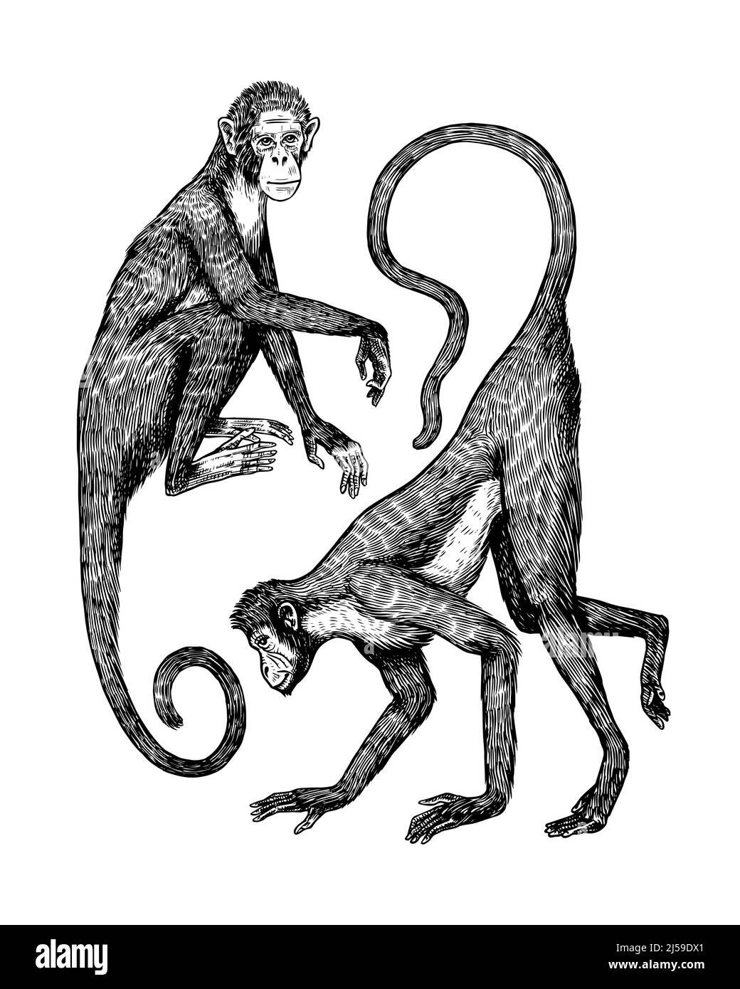 Kolumbianischer weißer Kapuziner oder Rhesus-Makak. Affe im Vintage-Stil. Handgezeichnete, gravierte Skizze im Holzschnitt-Stil Stock Vektor