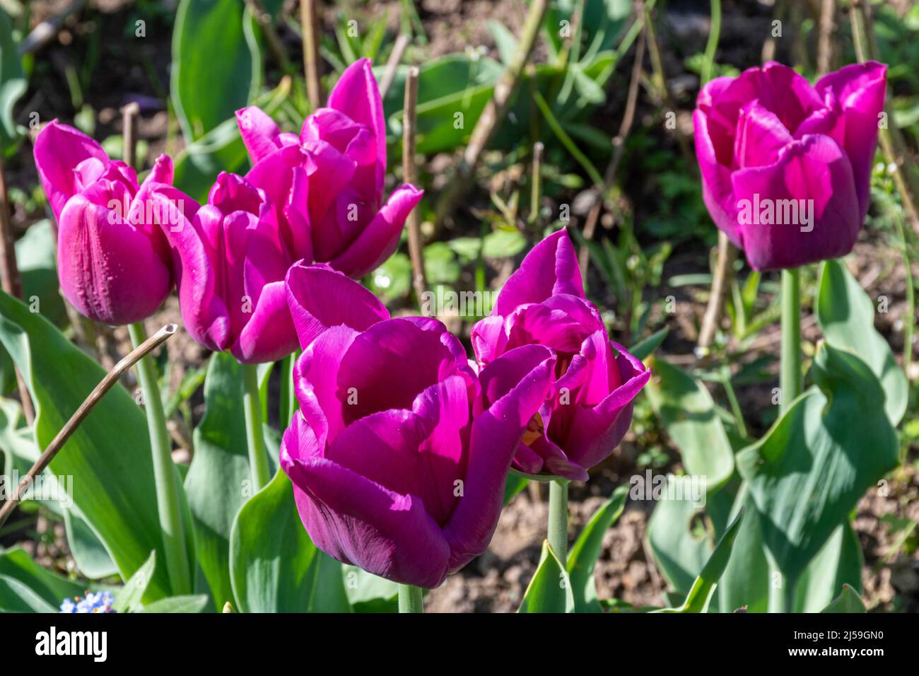 Tulip 'Passionale' beim Dunsborough Park Frühlingszungenfestival im April in Surrey, England, Großbritannien Stockfoto