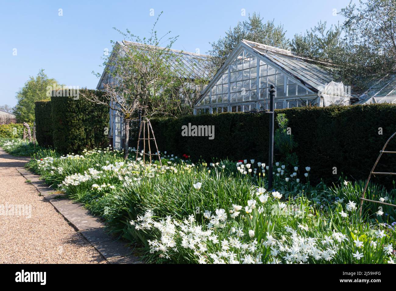 Dunsborough Park Frühlingsfest in Surrey, England, Großbritannien, im April Stockfoto