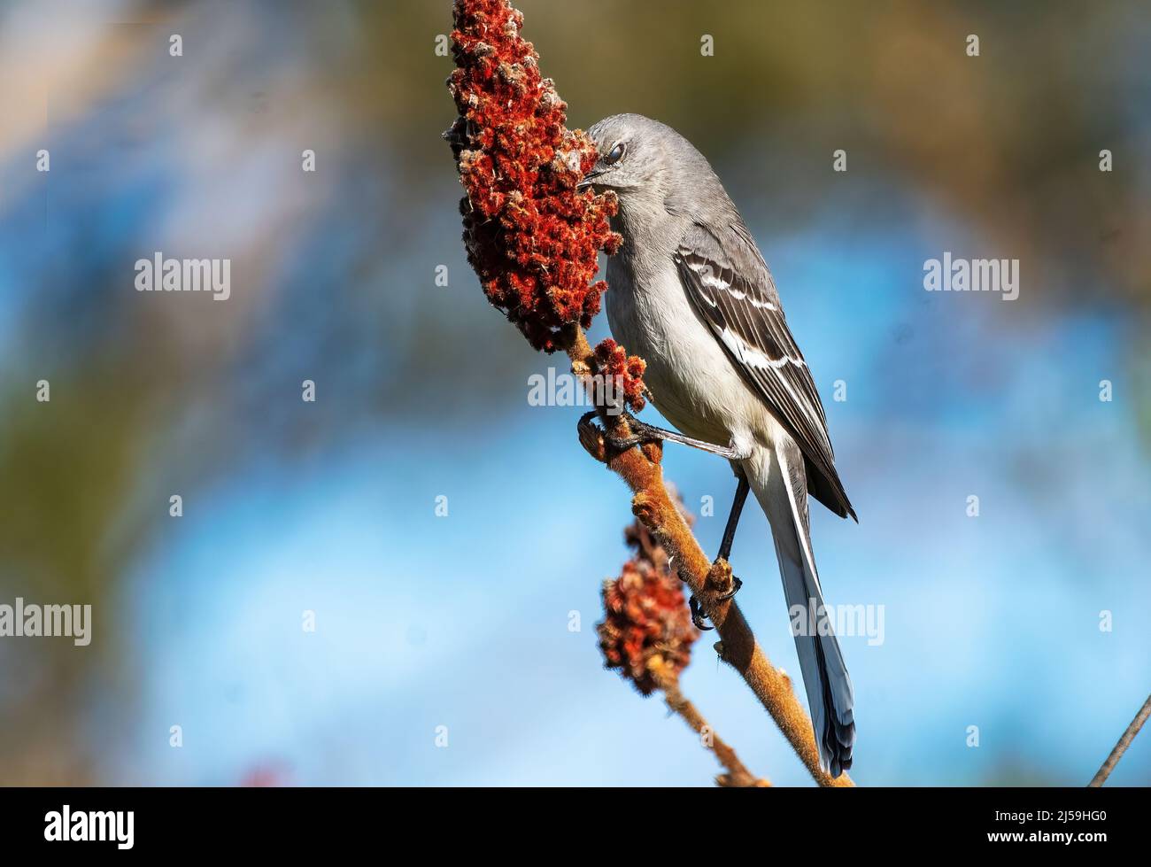 Nördlicher Mockingbird, der Mitte April auf dem Stuckhornsumac auf Nahrungssuche ging Stockfoto
