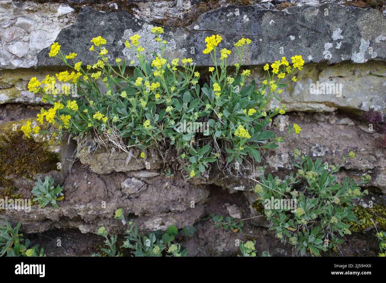 Überleben der Stärksten. In einer alten Gartenmauer beginnt gelbes Alyssum zu blühen Stockfoto
