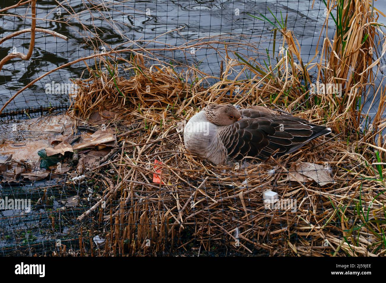 Ente in einem Nest mit Müll. Das Konzept der Ökologie, Plastikverschmutzung, die Auswirkungen von Plastikmüll auf das Leben von Tieren, Vögeln. Anfällig für Stockfoto