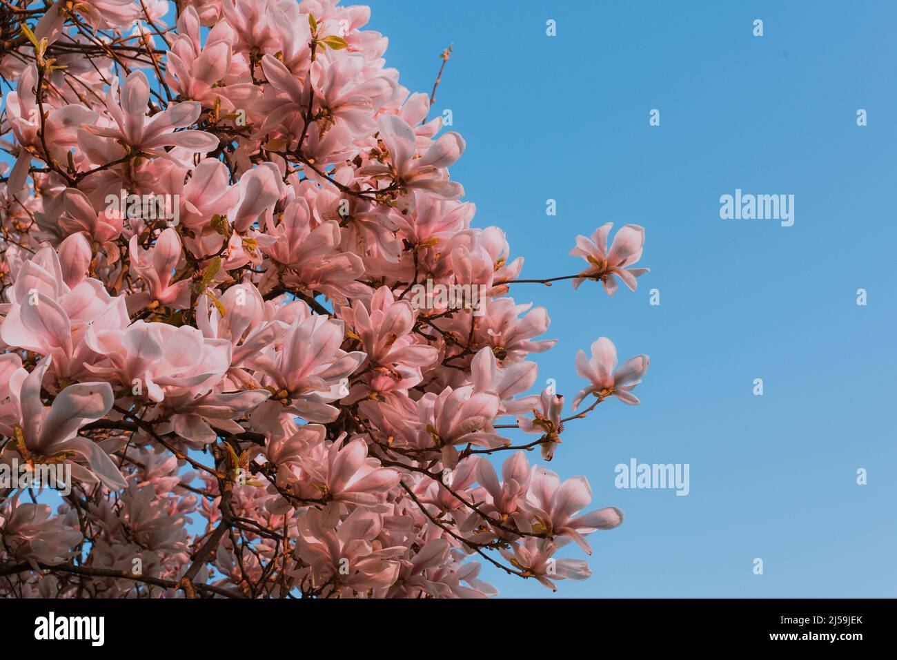 Rosa Magnolia blüht, große rosa Magnolia Blüten und Knospen, untertassförmige Blüten. Magnolia soulangeana Bäume blühen im Frühling Stockfoto