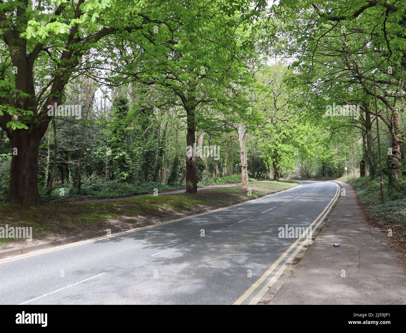 Ruhige Straße mit doppelten gelben Linien durch einen Wald Stockfoto