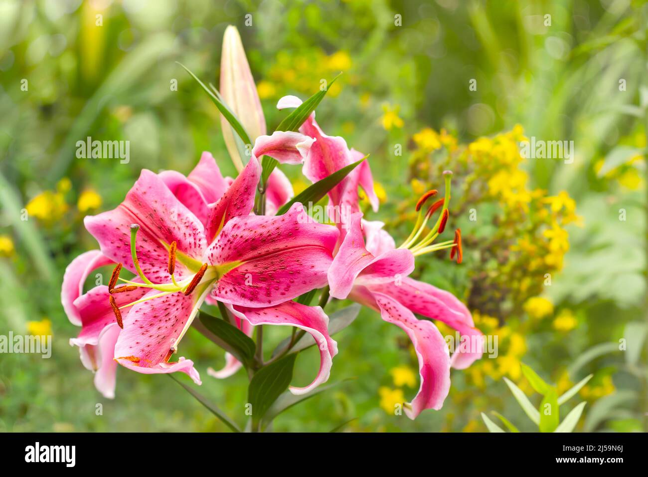 Große rosafarbene Lilien mit gesprenkelten Blütenblättern auf einem entkokelten Gartenhintergrund. Selektiver Fokus Stockfoto