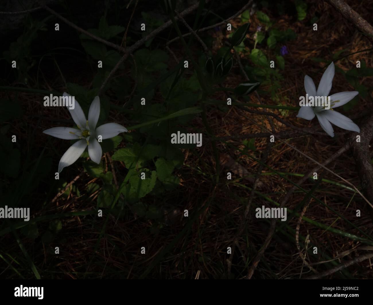 Ein Ornithogalum umbellatum mit Knospen und zwei gekeimten Blüten im Schatten. Diese Blume symbolisiert Unschuld, Reinheit, Ehrlichkeit, Hoffnung und Vergebung. Stockfoto