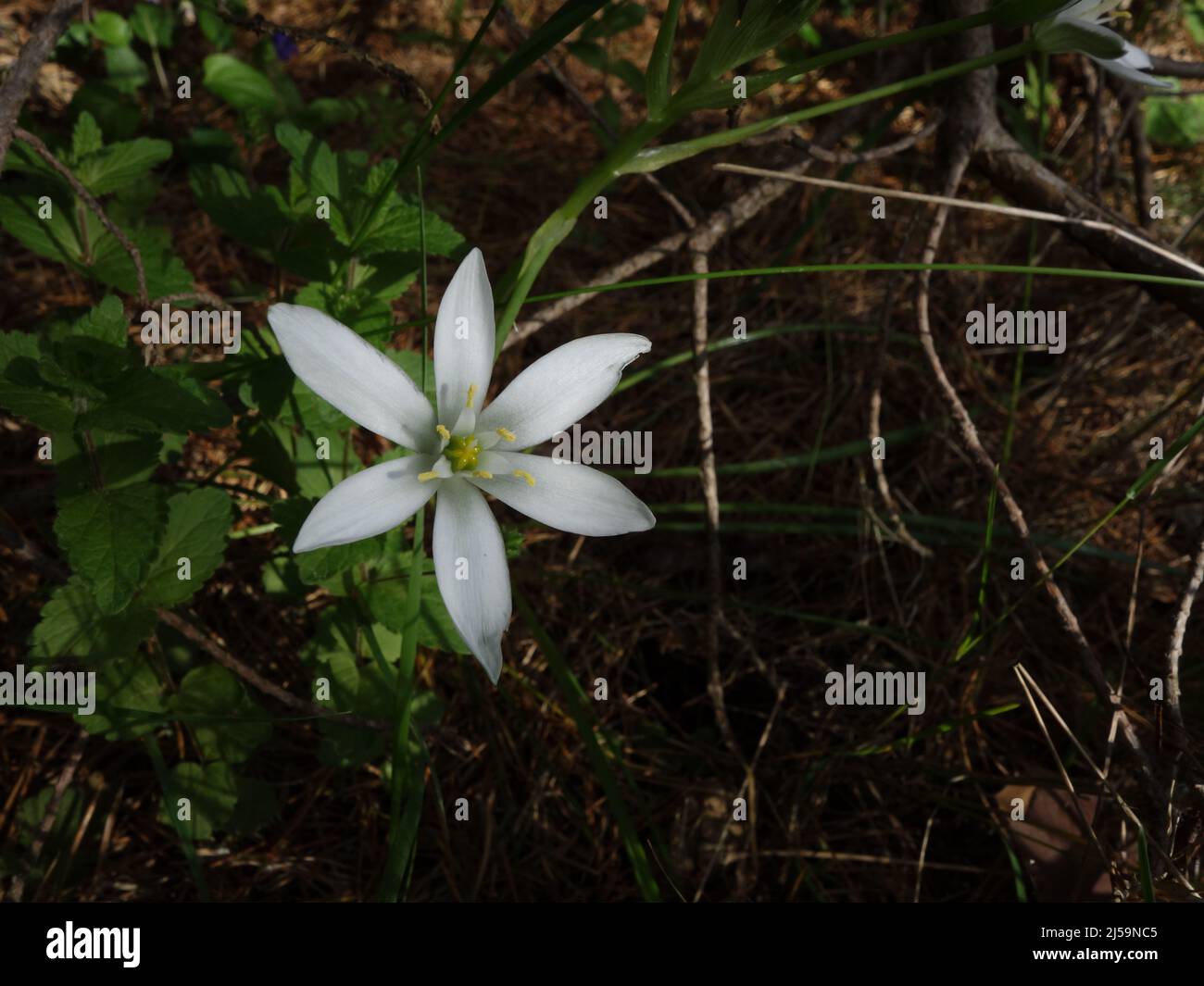Am Waldrand blüht ein Gartenstern von Bethlehem, eine weiße sternförmige Blume, die in der norwegischen Natur sehr ungewöhnlich ist. Stockfoto