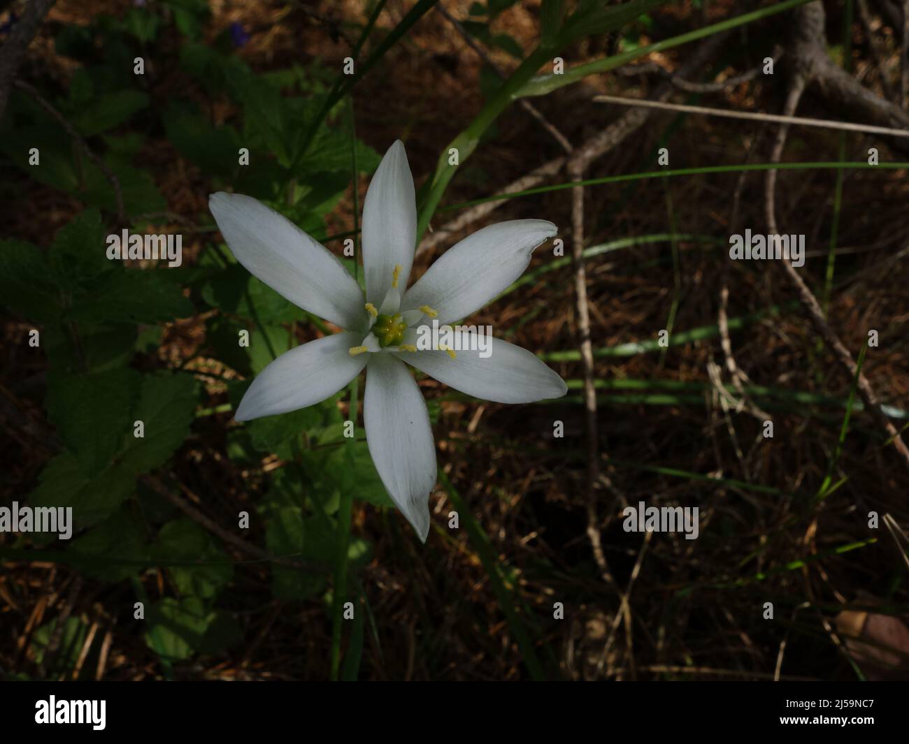 Am Waldrand blüht ein Gartenstern von Bethlehem, eine weiße sternförmige Blume, die in der norwegischen Natur sehr ungewöhnlich ist. Stockfoto