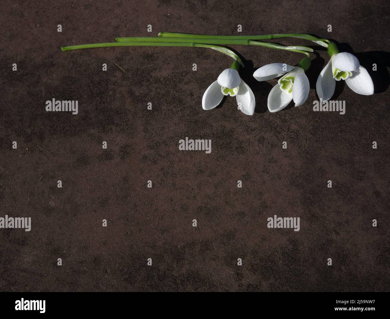 Schneeglöckchen, Galanthus nivalis, auf einer felsigen Oberfläche platziert. Hervorragend zum Einfügen von Fotos, Text, Karten machen. Frühlingsblumen schaffen ein gutes Frühlingsthema Stockfoto