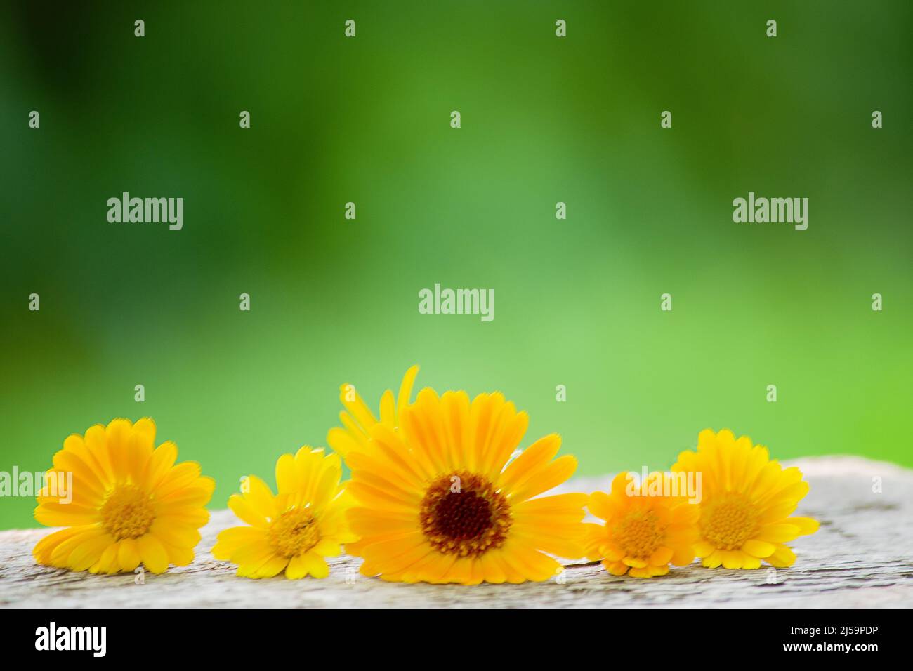 Wunderschöner Pot Ringelblume. Nahaufnahme der bunten Topf Ringelblume Blume.Gelbe Blume gegen grüne Blätter.Gelbe Topf Ringelblume Blume.schöne Calendula Flo Stockfoto