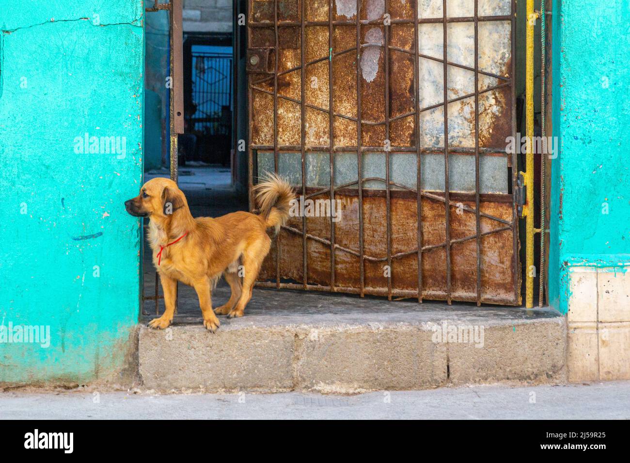 Ein Murmeltierchen oder ein Murmeltierhund blickt von einer alten Metalltür aus, die zu einem Wohnhaus in der kubanischen Hauptstadt gehört, auf die Straße der Stadt. Stockfoto