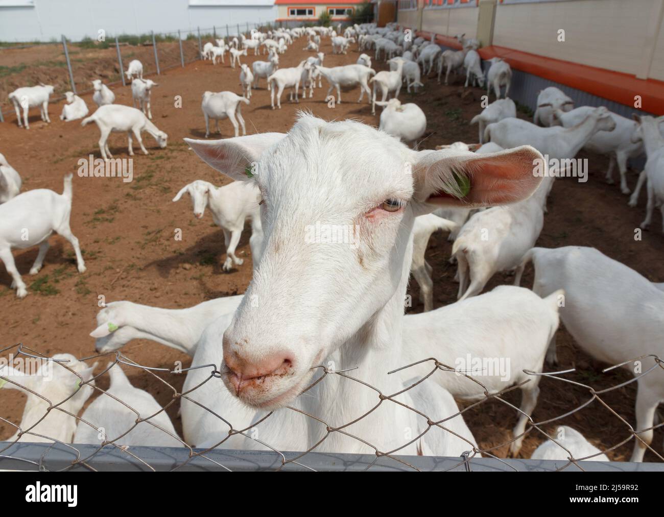 Weiße Ziegen auf einer Ziegenfarm. Ziegenmilchfarm. Stockfoto