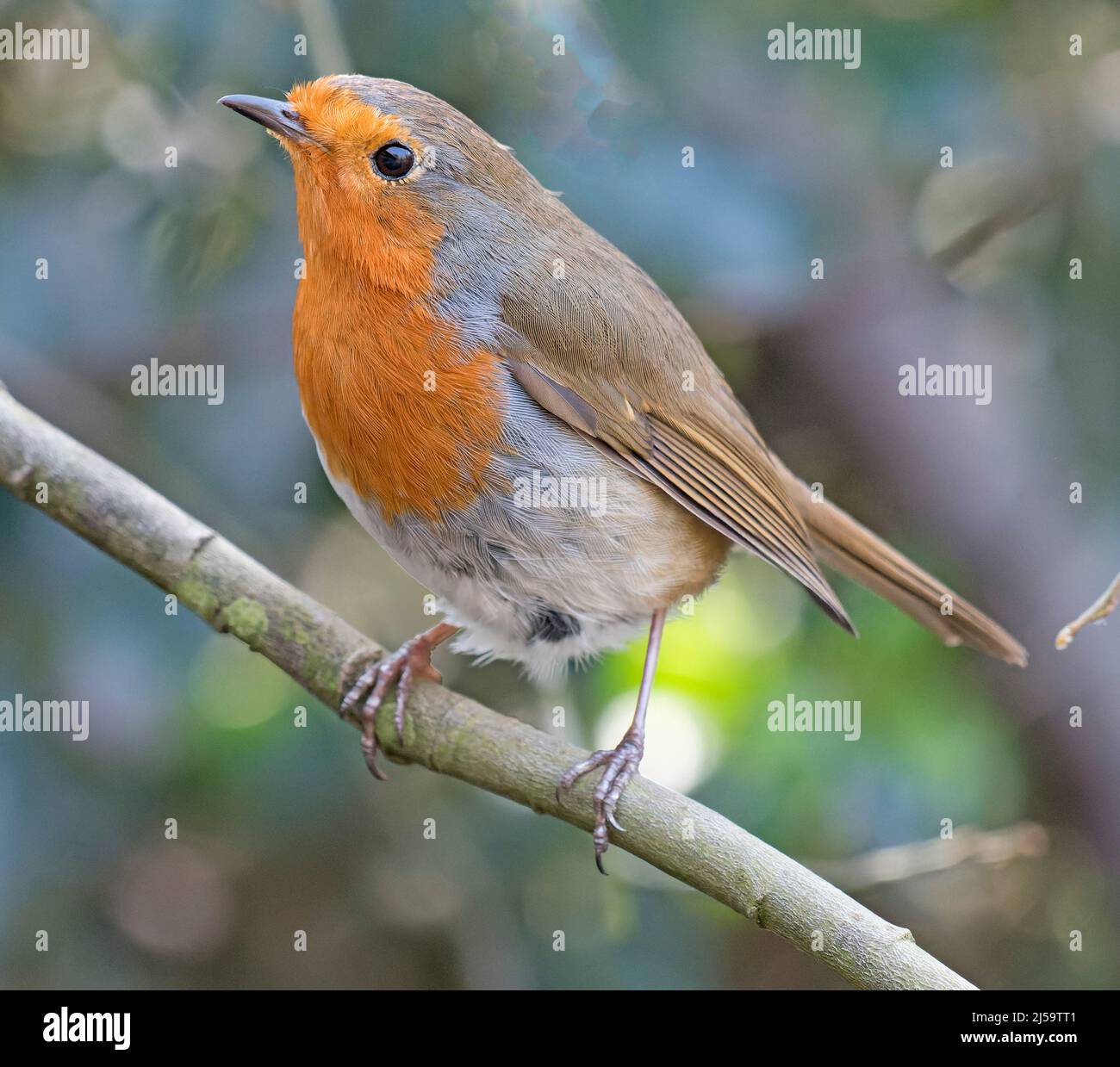 Robin, Erithacus rubecula Stockfoto