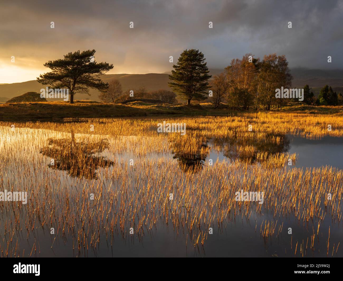 Dramatisches goldenes Licht lässt die Lilien auf Kelly Hall Tarn leuchten, im Gegensatz zu dem launischen Himmel, der die Herbstszene umrahmt. Stockfoto