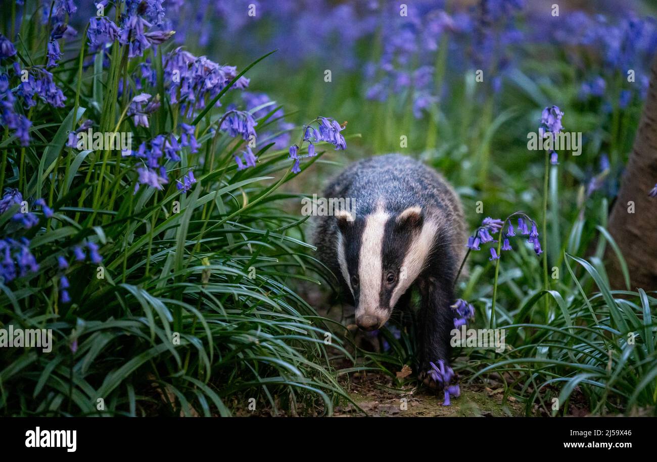 Dachs in Bluebells Stockfoto